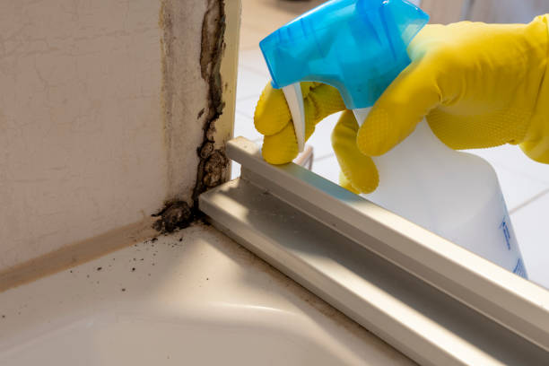 Mold Documentation for Insurance Claims in Chenoweth, OR